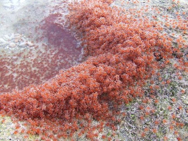 世界ふしぎ発見で放映されたインド洋のガラパゴス クリスマス島 その他の都市 オーストラリア の旅行記 ブログ By 鉄人６０さん フォートラベル