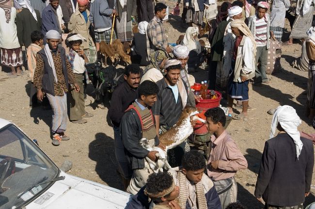 羊・山羊・牛・駱駝など