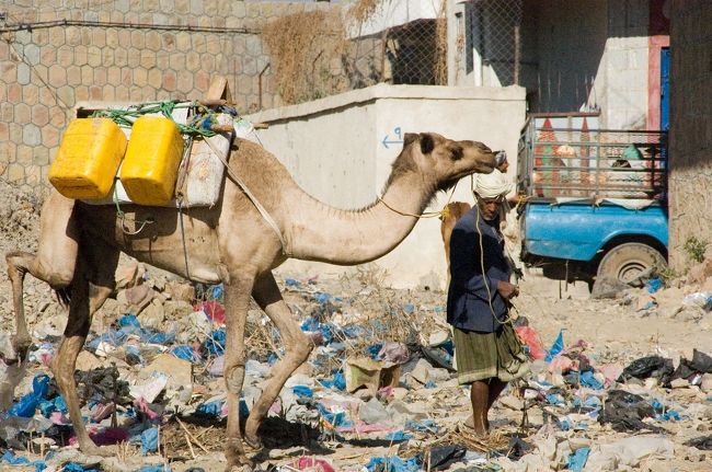 ラクダは売り物ではないようです。
