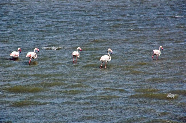 遠浅の海にはフラミンゴがいました。