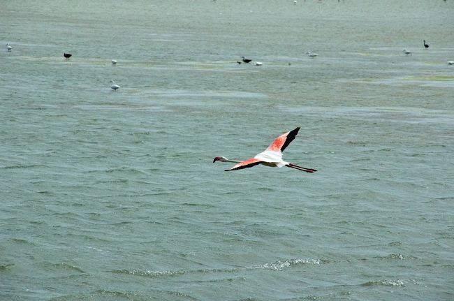 １２：２５〜１２：３０　　　　　　　<br />写真ストップ(出発より１７６ｋｍ)<br />・フラミンゴの写真