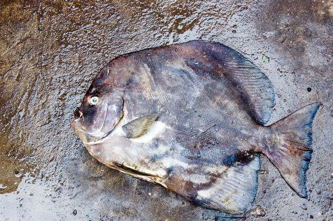 昔から世界的国際港であったため、色々な人種（インド・中国・マレーシア・インドネシア・ジプチ）が住み、開放的な雰囲気があります