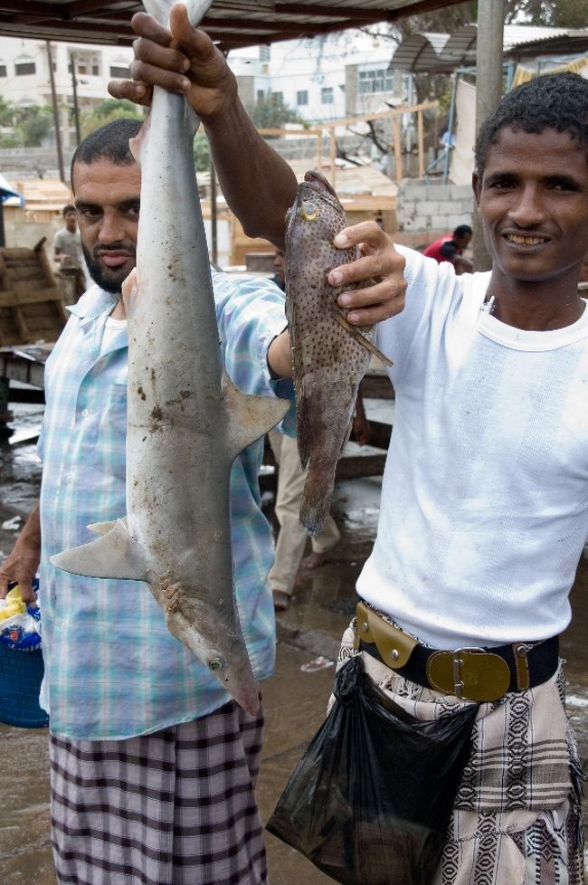 これは誰が見ても鮫ですね。<br />・１８３７年にイギリスが最初にシエラ島へ上陸した<br />１９３９年から１９６７年までイギリスはアデンを植民地にします<br />