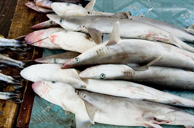 フカヒレの干したものは中国に輸出だそうです。<br />1967年に南イエメンとして独立します。