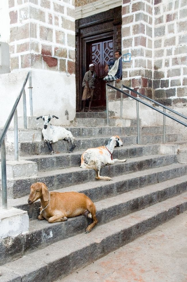 クレーターと呼ばれる旧市街観光<br />犬や猫ではなく山羊がうろついていました。