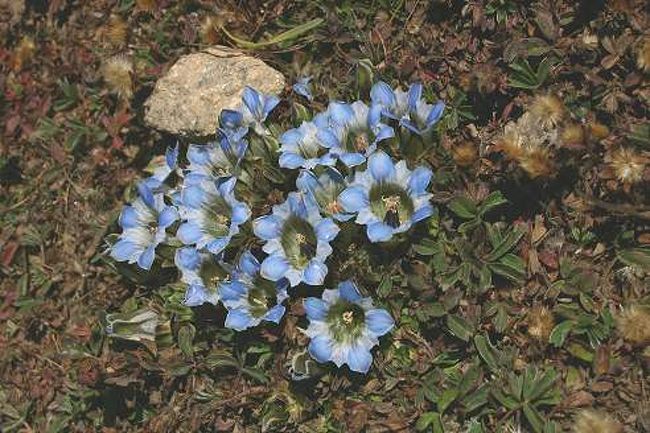 ヒマラヤに咲くキキョウの花