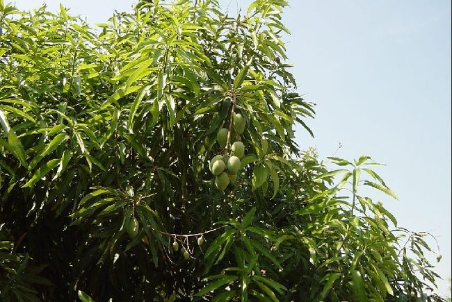 マンゴーツリー。<br />庭先や街のあちこちで見られます。