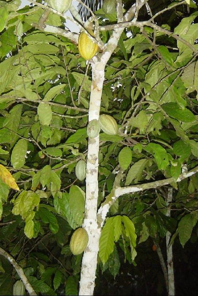 ガーナと言えばチョコレート！<br />これが原料のカカオの木。<br />首都から２時間半位車で行ったところの<br />お宅の庭先に生えていました。