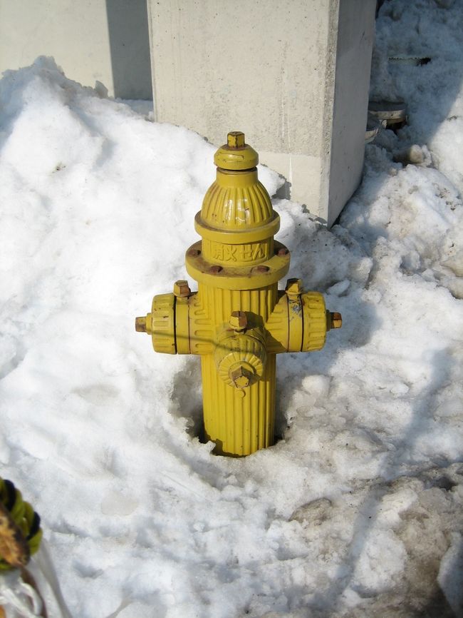 黄色いのは初めてみたよ。