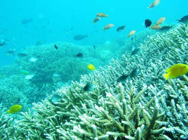ログ?<br />海の中は水温２７℃とあったかく、雨季のせいか、透明度は低め。けれども、鮮やかな魚とサンゴがとっーても美しい^＾