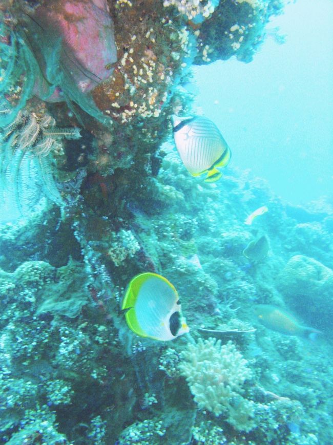 ダイビング２日目。<br />車に３時間揺られてトランベンまで行く。<br />その昔、日本軍によって攻撃されたアメリカ貨物船が沈んでいる。<br />船体にはぎっしりとソフトコーラルが付いているため、魚もたくさん住みついていて、船も１００ｍ以上もあり、かなりダイナミック！感動！