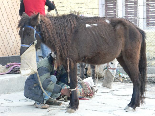もう一頭はティカ。お食事中。