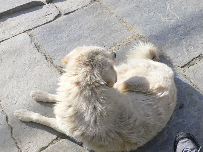 待つ間、犬とひなたぼっこ。