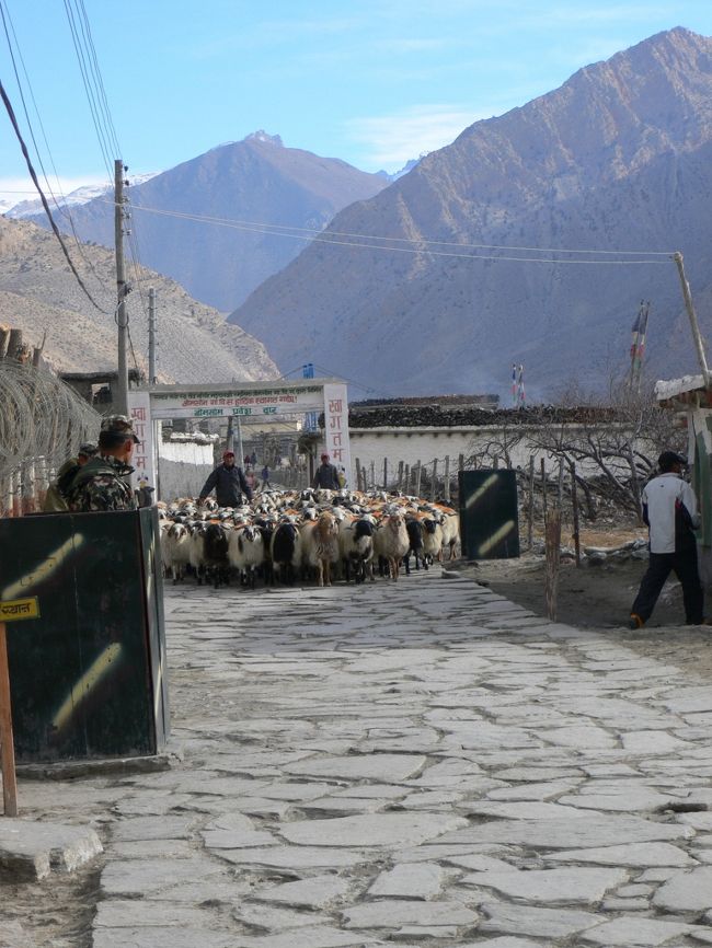 歩き出すと、向こうからヤギの大群が。