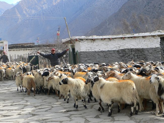 道の端に立つ私たちを避けてか、大きく迂回しようとするヤギさん達。