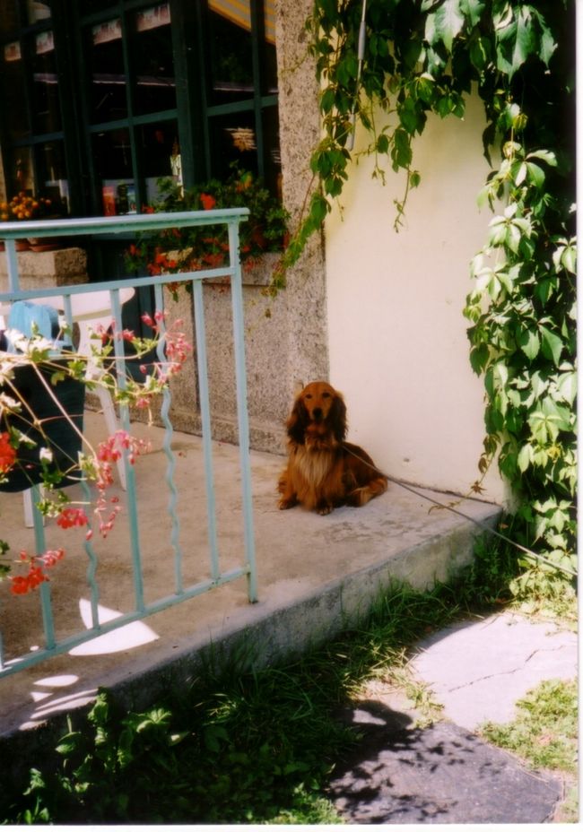 ハイキングの帰り道、小さなレストランにかわいらしい看板犬がいた。