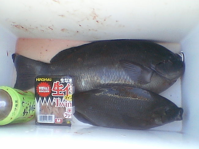 今シーズン最後の 磯の寒グレ 単独釣行 の旅 大分県の旅行記 ブログ By だいちゃんさん フォートラベル