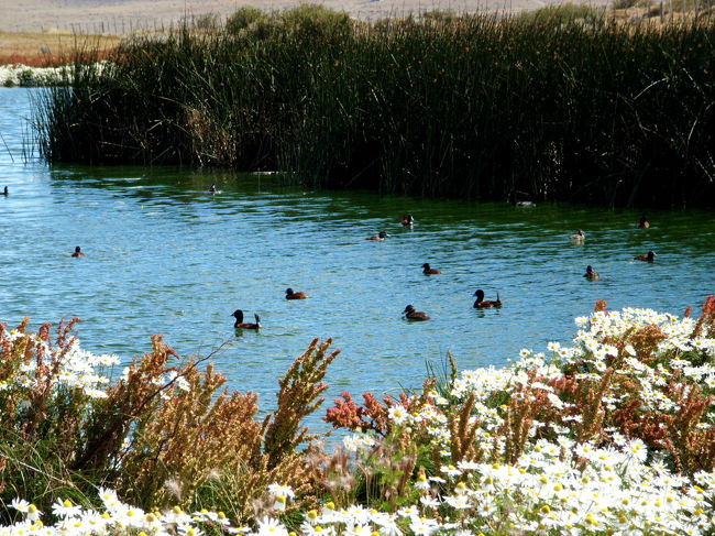野鳥たち。この他にも色々な種類の鳥がいました。鳥ファンはたまらないでしょう。