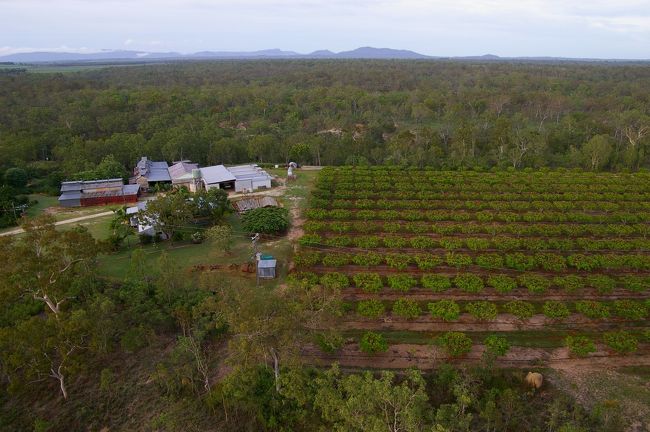 飛び立ちました！<br />先ずは低めを飛び，カンガルーを探します．<br />中央右の整列した木はマンゴーと言っていたような...