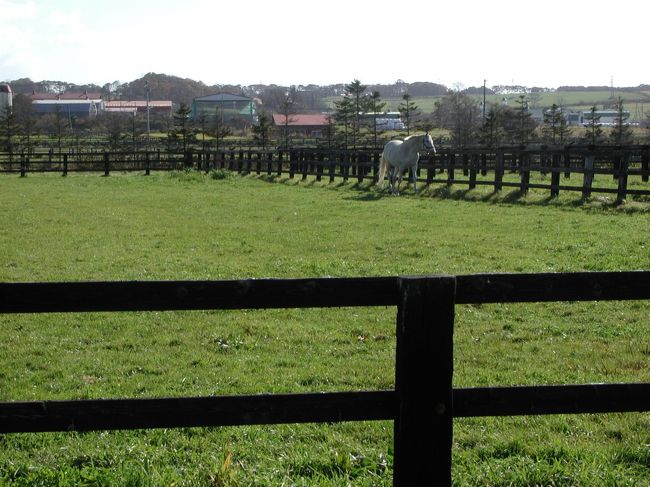 そして２日目．<br />宿泊地である札幌からレンタカーで２時間．<br />日高地方・門別町の日西牧場へ！<br />いました〜