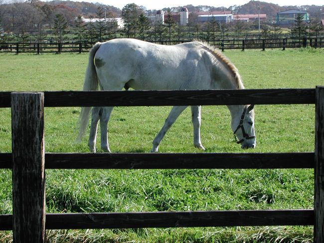 しばらくは遠くでハミハミ．<br />近くに来て〜と念じること１時間．<br />やっと近くまで来てくれました！でもやっぱりハミハミ...