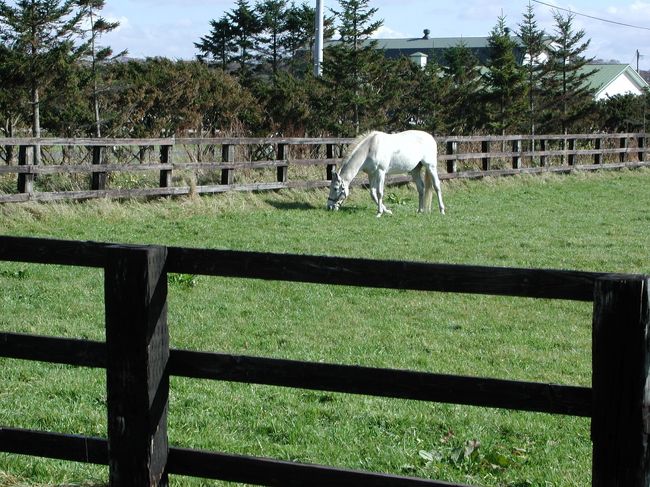 最後までハミハミ．<br />顔を近づけてはくれませんでした．でも満足です．<br />この旅行記を書くためにビワハヤヒデ号のことを調べていたら，種牡馬を引退したとのこと．<br />お疲れ様でした...