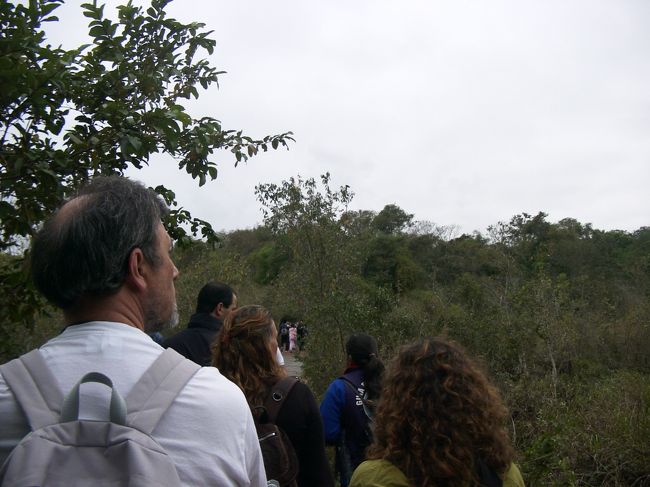 何処に滝はあるの？橋から見えるのは緑の木々と川だけである。