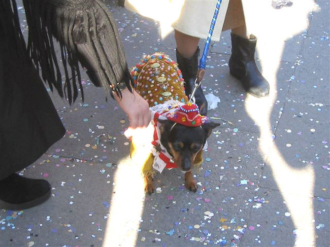 なんと犬までも！