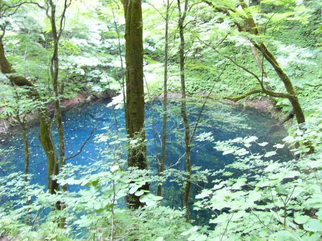 有名な青池☆<br />ほんまにきれいな青でした！しかも底まで透き通ってるのに何でか青いねん！<br />まだ科学でも解明されてないねんて＾＾