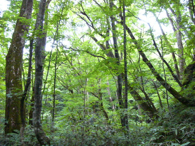 ブナの原生林が広がります♪
