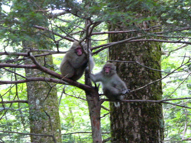 上高地を散策すると野生の猿にも☆