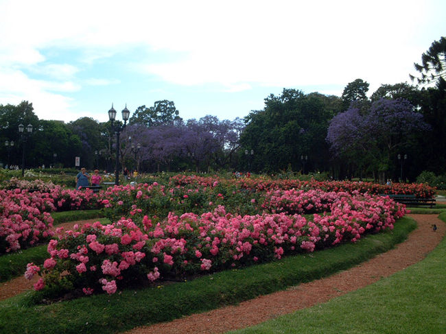 パレルモ公園ではバラが綺麗に咲いています