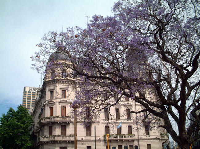 旧市庁舎とジャカランダ