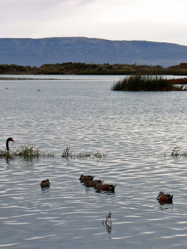 白鳥などいろんな水鳥が飛来して来るニメス湖の光景。水鳥がかわいい。<br />