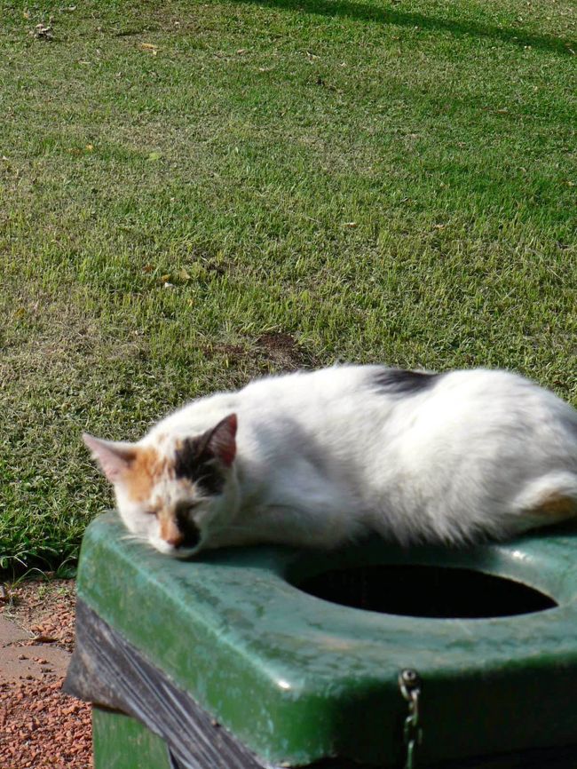 ブエノス・アイレスの猫。<br />