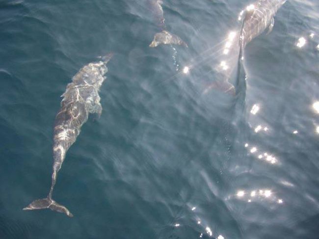 野生のイルカとの出会いは、オドロキと喜びの原体験のような感じ。<br />誰もが思わずウキウキしてしまいます♪