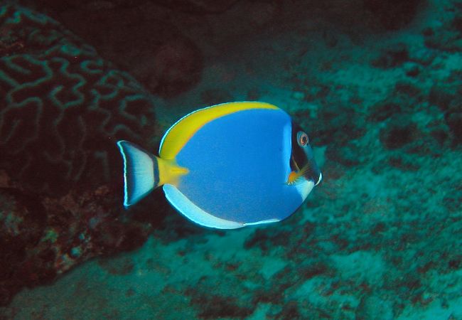 パウダーブルーサージョンフィッシュ。<br />ニザダイもインド洋ではハデハデです。<br />アンダマンでは群れることは少ないそうですが、<br />あちこちで簡単に見つけられます。
