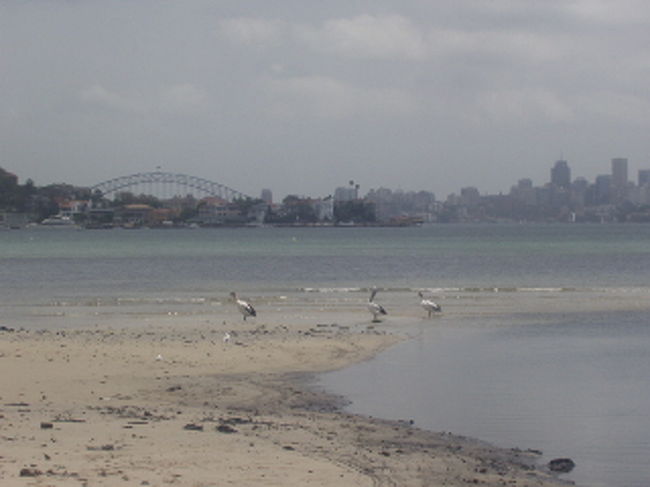 家の前の前はビーチ。ペリカンが遊びに来ています。