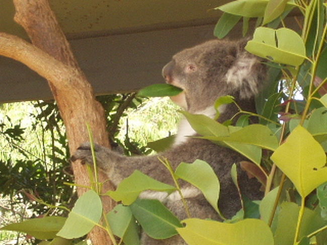 動物園でコアラと記念撮影。8ドルくらいしたかな？ちょっと高いかも・・・