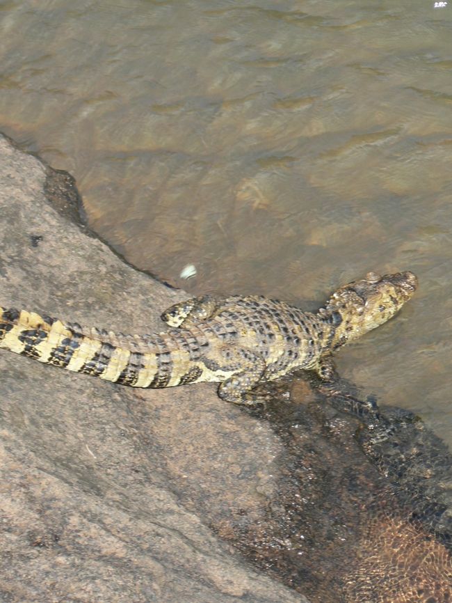 滝にいた熱帯動物。