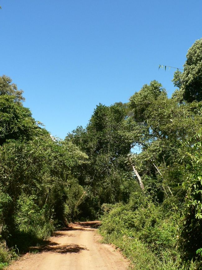 熱帯雨林ツア−。