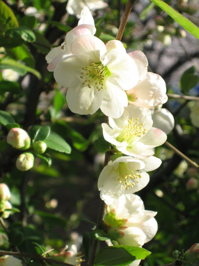 ボケの花です。<br />可憐。<br /><br />幼稚園のとき、「このお花はなんていうの?」<br />と親に聞き、「ボケだよ。」といわれ、<br />ほんとにそれでいいの！？と<br />面食らった思い出が。