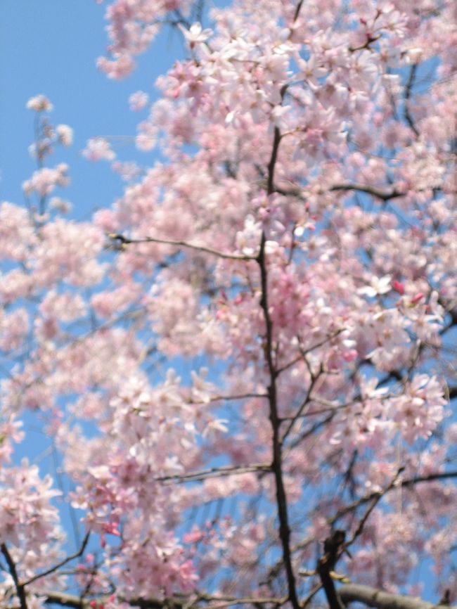 ベニシダレ。<br />淡いピンク。<br /><br />道行く人々からも<br />「かわいい〜」の声が。<br /><br />風が強くてなかなか思うように撮れません。