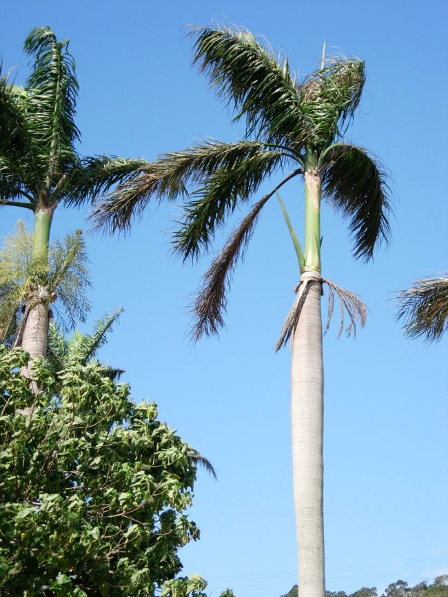いい天気でしょ。風が強かったですが、絶好の観光日和