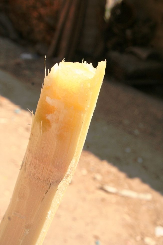 さとうきびもどき？？<br /><br />甘くて繊維質の何か。<br /><br />2元？だった。