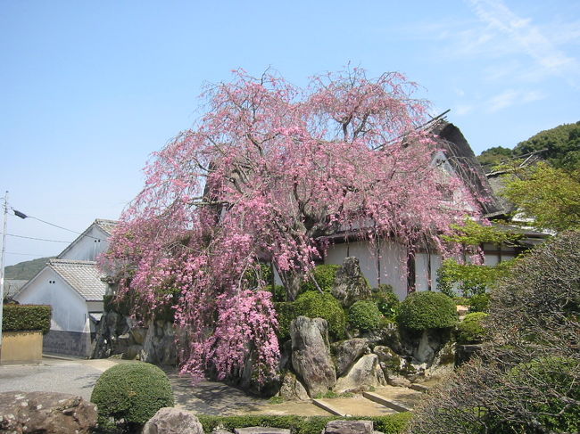 柿右衛門の枝垂れ桜』有田(佐賀県)の旅行記・ブログ by kokono