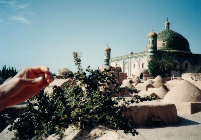 香妃墓裏の墓地にて。ラクダ草に実がなっていた。乾燥した土地にも生え、砂漠を旅するラクダの水分補給源となる草。鋭いトゲがあり、ラクダは唇から血を流しながら食べるという。