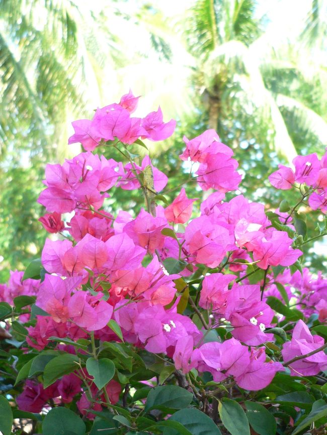 お庭のブーゲンビリアがきれい。