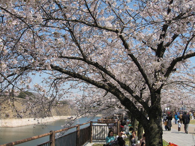 ほぼ満開です。