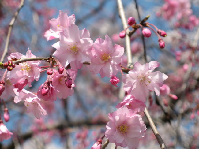 西の丸庭園への入り口の近くにある<br />枝垂れ桜です。<br /><br />美しいピンクがすてき♪